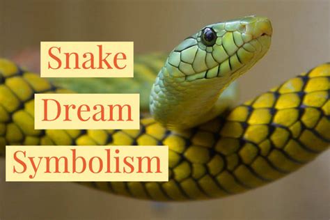 The Rainbow Snakes: A Symbolic Dream of Overcoming Fear and Challenges